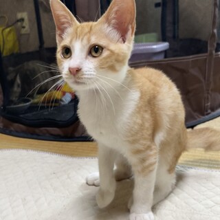 茶トラ白　2ヶ月　女の子