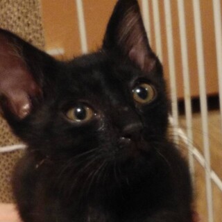 黒猫のウオッカ君里親さん募集一時停止