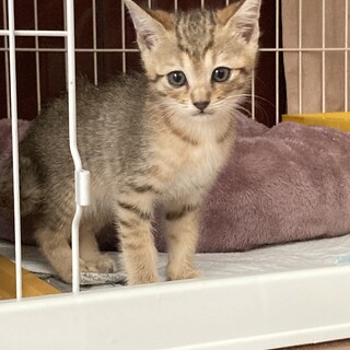 6/22生まれ　子猫の里親募集