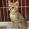 6/22生まれ　子猫の里親募集 サムネイル3