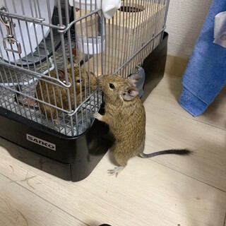 デグー2匹の里親募集中！！