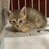 6/22生まれ　子猫の里親募集 サムネイル5