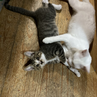 キジシロ　ちょん太くん　優しい男の子♪