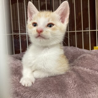 6/22生まれ　子猫の里親募集