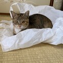 本当に大人しい1歳半の女の子