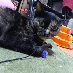 「今後の里親会参加について」サムネイル2