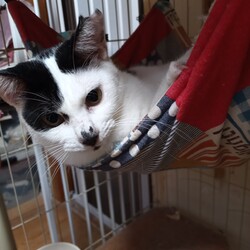 「今後の里親会参加について」サムネイル3