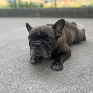 飛行機雲を眺める情緒ある優しいフレンチブルドッグ