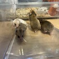 ゴールデンハムスター生後３週間4匹　残2匹