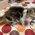 急募！2ヶ月くらの三毛猫