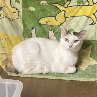 9/16 〜9/17 譲渡　しっぽが激プリティー♡