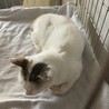 9/16 〜9/17 譲渡　しっぽが激プリティー♡ サムネイル5