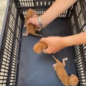 生後間も無い子猫の里親募集