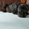 【癒し系】のんびり穏やかなショコラちゃん サムネイル2