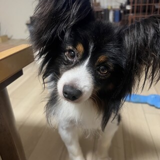 【募集停止】人が大、大、大好きなエース君