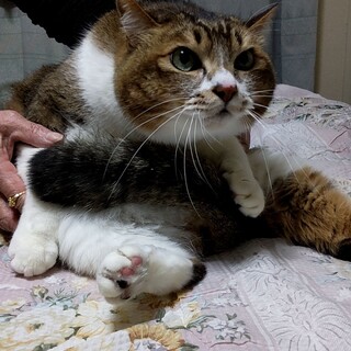 ぷくぷくほわほわ人懐こい8歳の成猫