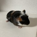 モルモットのオス 大人しくて優しい子です☺️