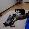 仲良し兄妹猫 サムネイル4