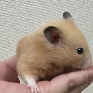 急募　キンクマハムスター里親様