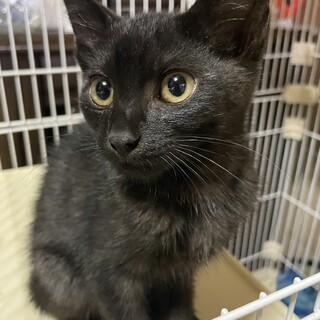 とっても甘えん坊な黒の子猫♪