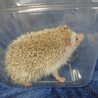 ハリネズミ♂️ サムネイル2