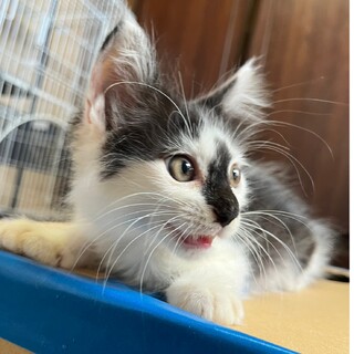 長毛の白黒の甘えん坊な子猫♪