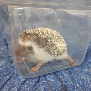 ハリネズミ♀️里親決まりました！