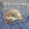 ハリネズミ♀️里親決まりました！ サムネイル2