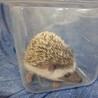ハリネズミ♀️里親決まりました！ サムネイル3