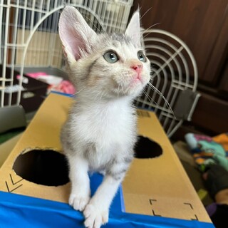 グレー白の甘えん坊な子猫♪