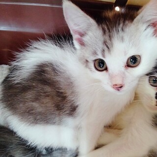 トライアル決定★白グレーの可愛い子猫の女の子♪