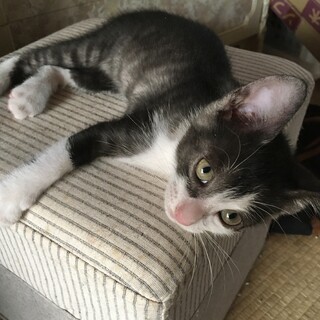 人大好きな黒白サバトラ男の子！