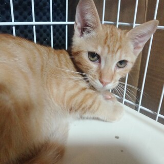 ちょっぴりビビり、マイペースな茶トラ男の子♪