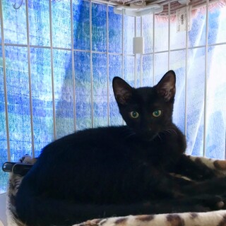 ありがとうございました★イケメン黒猫カツオくん