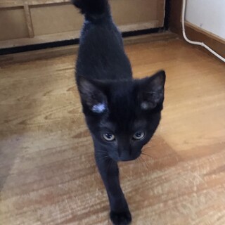 ありがとうございました★甘えん坊黒猫ワカメちゃん