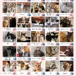 ねこの譲渡会@芝浦(JR田町駅徒歩7分) サムネイル2