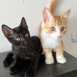 ねこの譲渡会@芝浦(JR田町駅徒歩7分) サムネイル3