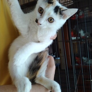 ちょっぴり気が強めのかわいいメス猫の里親募集！