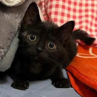黒猫のごまちゃん