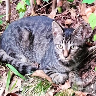 緊急！山間部で暮らすキジちゃん兄妹