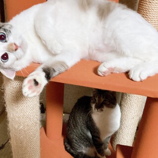 ブルーの瞳の可愛い女の子