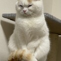 スコティッシュフォールド　4歳　メス