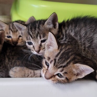 すくすく育ってます♡おチビちゃん達も里親さん募集する予定です！