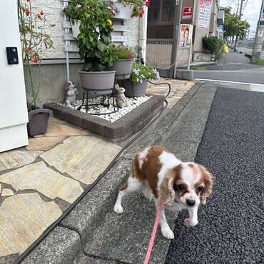 はじめてのお散歩