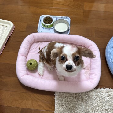 キチンと座って、おりこうにしてます。もっとリラックスしてね♪