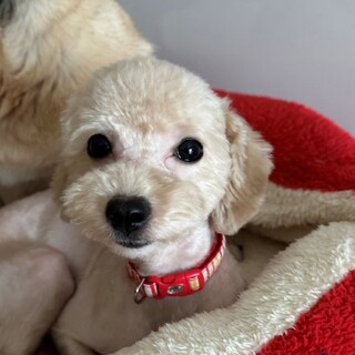 若くて可愛いすぎる！シャインちゃん