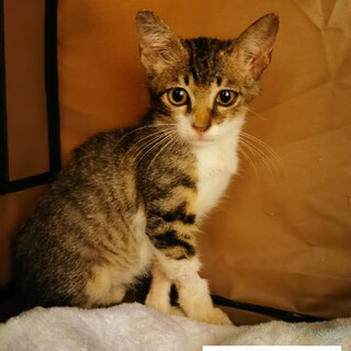 保健所からﾚｽｷｭｰしたキジ白仔猫ナツキ君