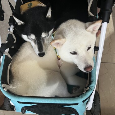 散歩前は眠たい…