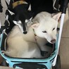 散歩前は眠たい…