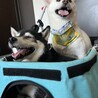 散歩にレッツゴー！